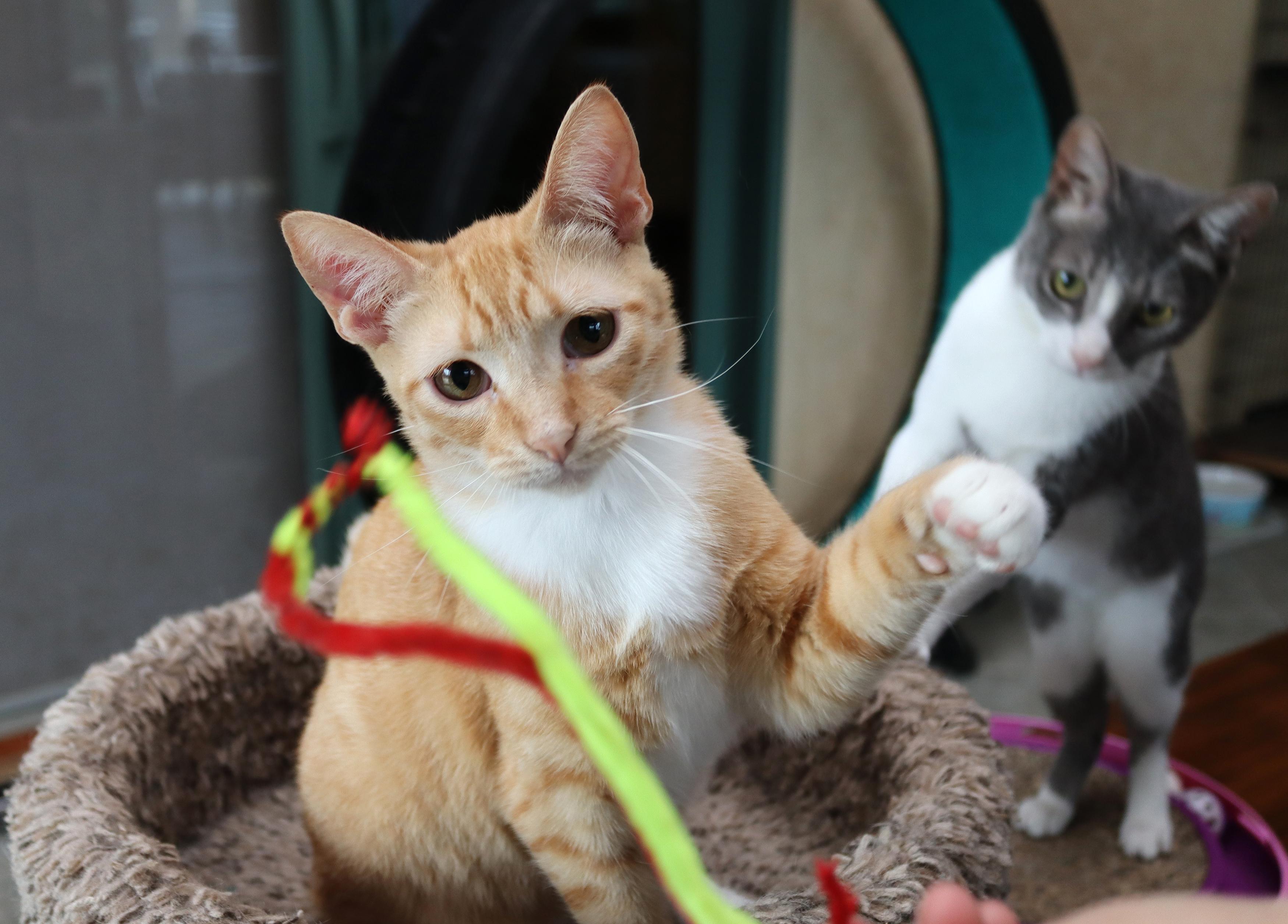 Marty, an adopted Tabby in Vista, CA image 4/4