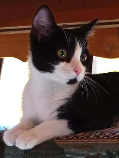 Enlarge Jinx, a ADOPTABLE mixed breed in Waupaca, WI image 1/1