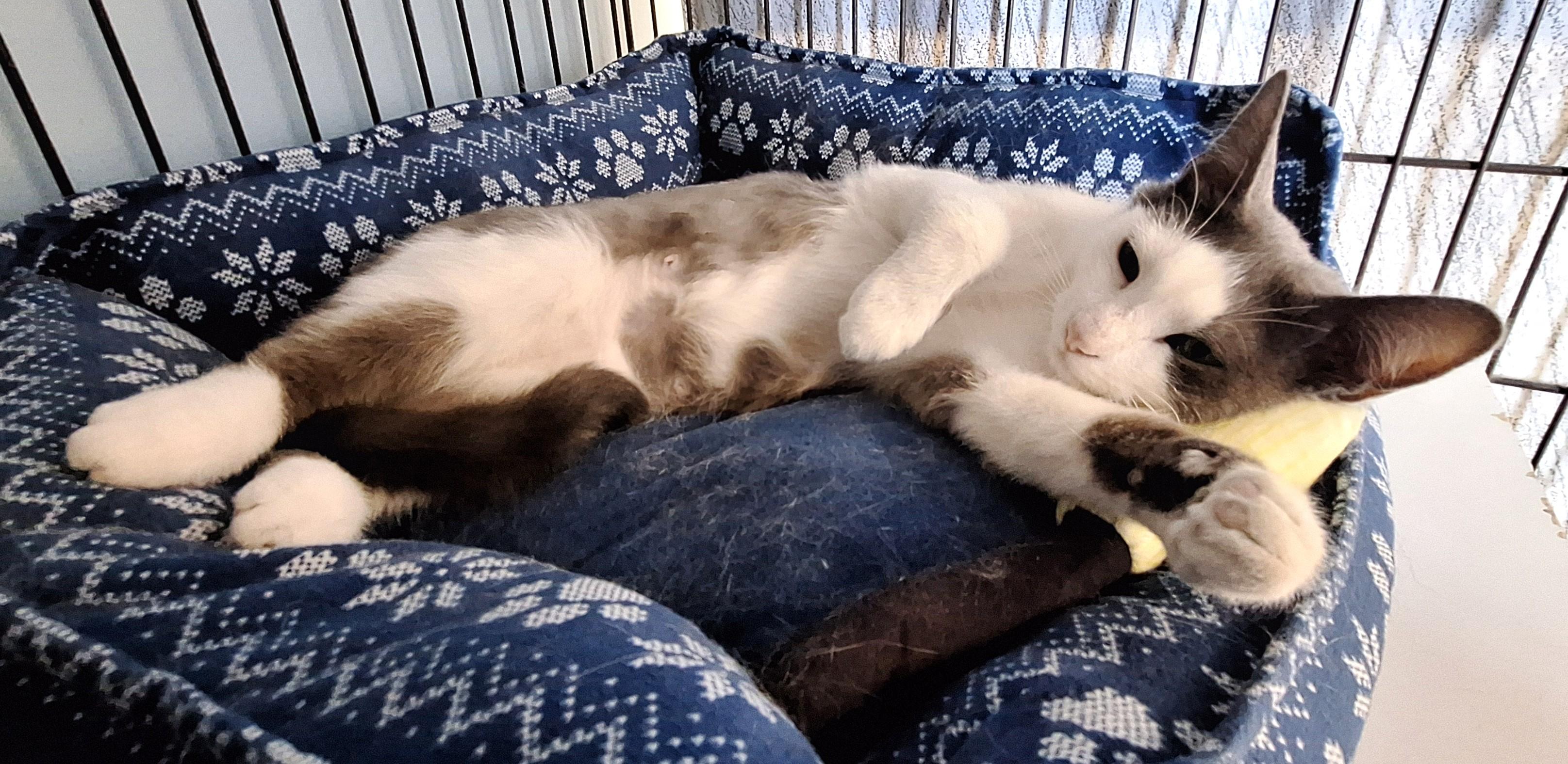 Baby, a ADOPTABLE Domestic Short Hair in Spokane, WA image 3/3