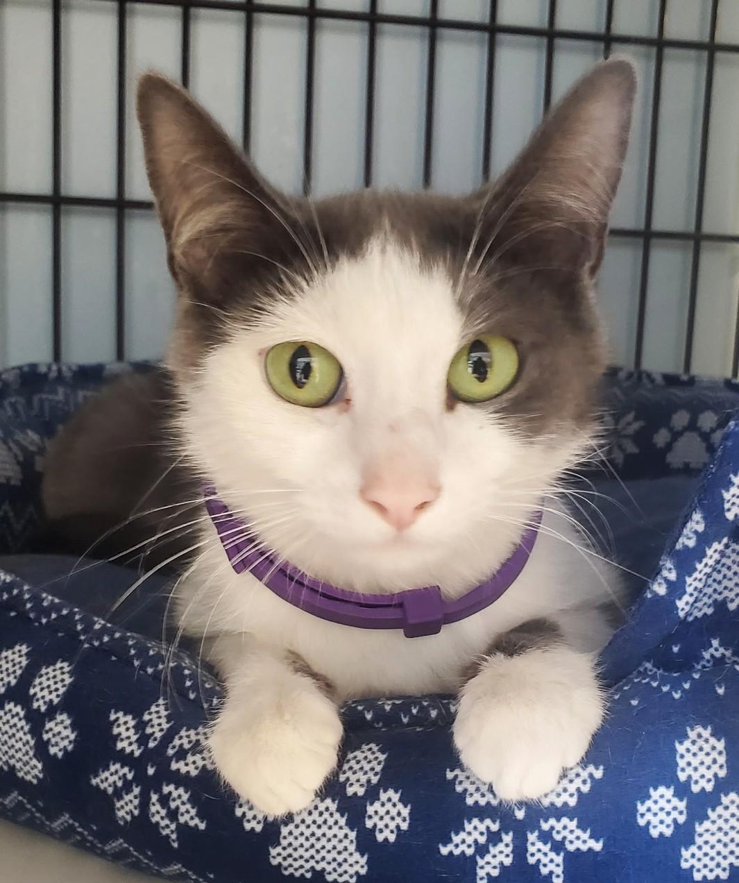 Baby, a ADOPTABLE Domestic Short Hair in Spokane, WA image 2/3