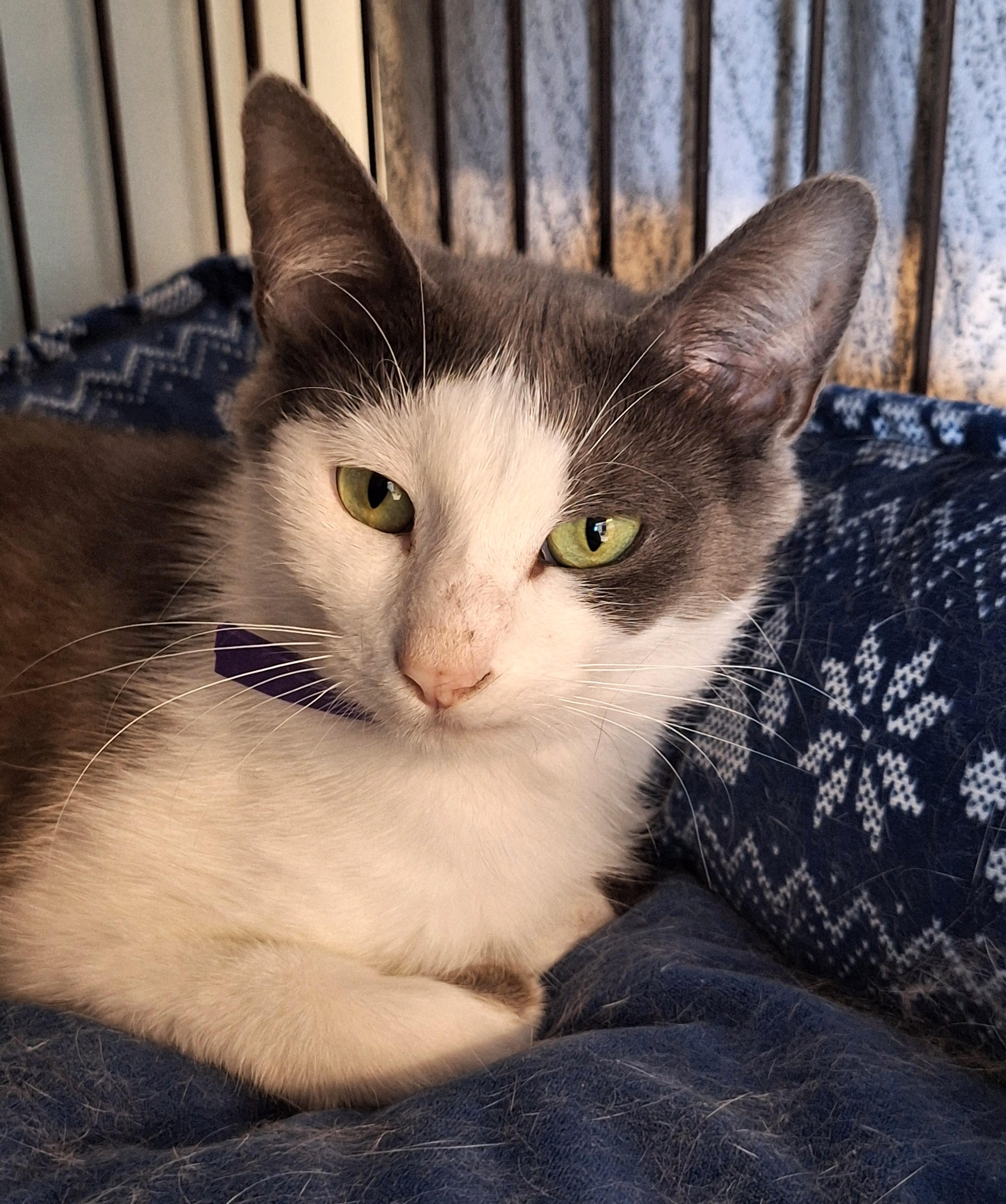 Baby, ADOPTABLE, Adult Female Domestic Short Hair.