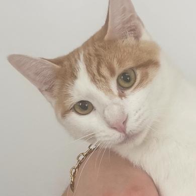 Mama Mario, Adoptable, Adult Female Domestic Short Hair.