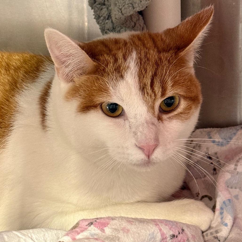 Enlarge Mama Mario, a Adoptable Domestic Short Hair in Salt Lake City, UT image 2/6