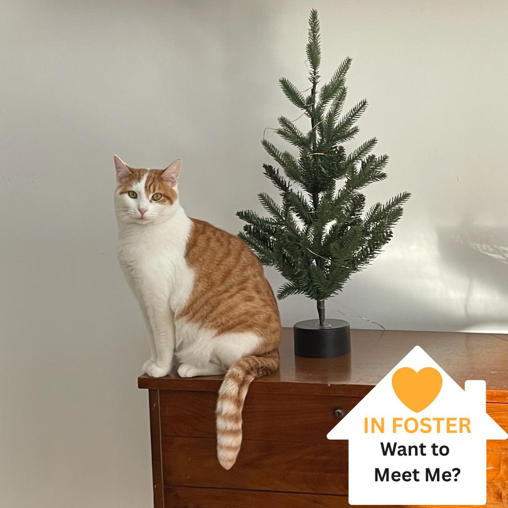 Enlarge Mama Mario, a Adoptable Domestic Short Hair in Salt Lake City, UT image 3/6