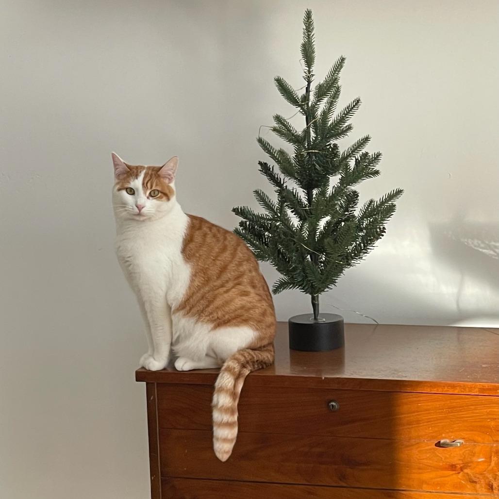 Enlarge Mama Mario, a Adoptable Domestic Short Hair in Salt Lake City, UT image 4/6