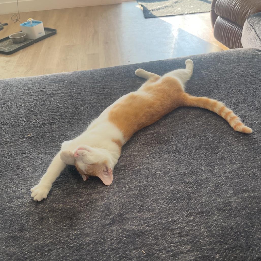 Enlarge Mama Mario, a Adoptable Domestic Short Hair in Salt Lake City, UT image 5/6