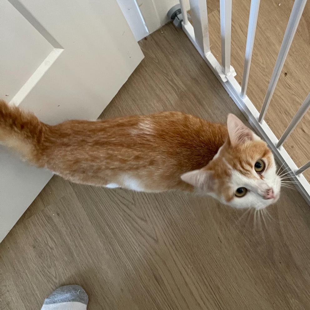 Enlarge Mama Mario, a Adoptable Domestic Short Hair in Salt Lake City, UT image 6/6