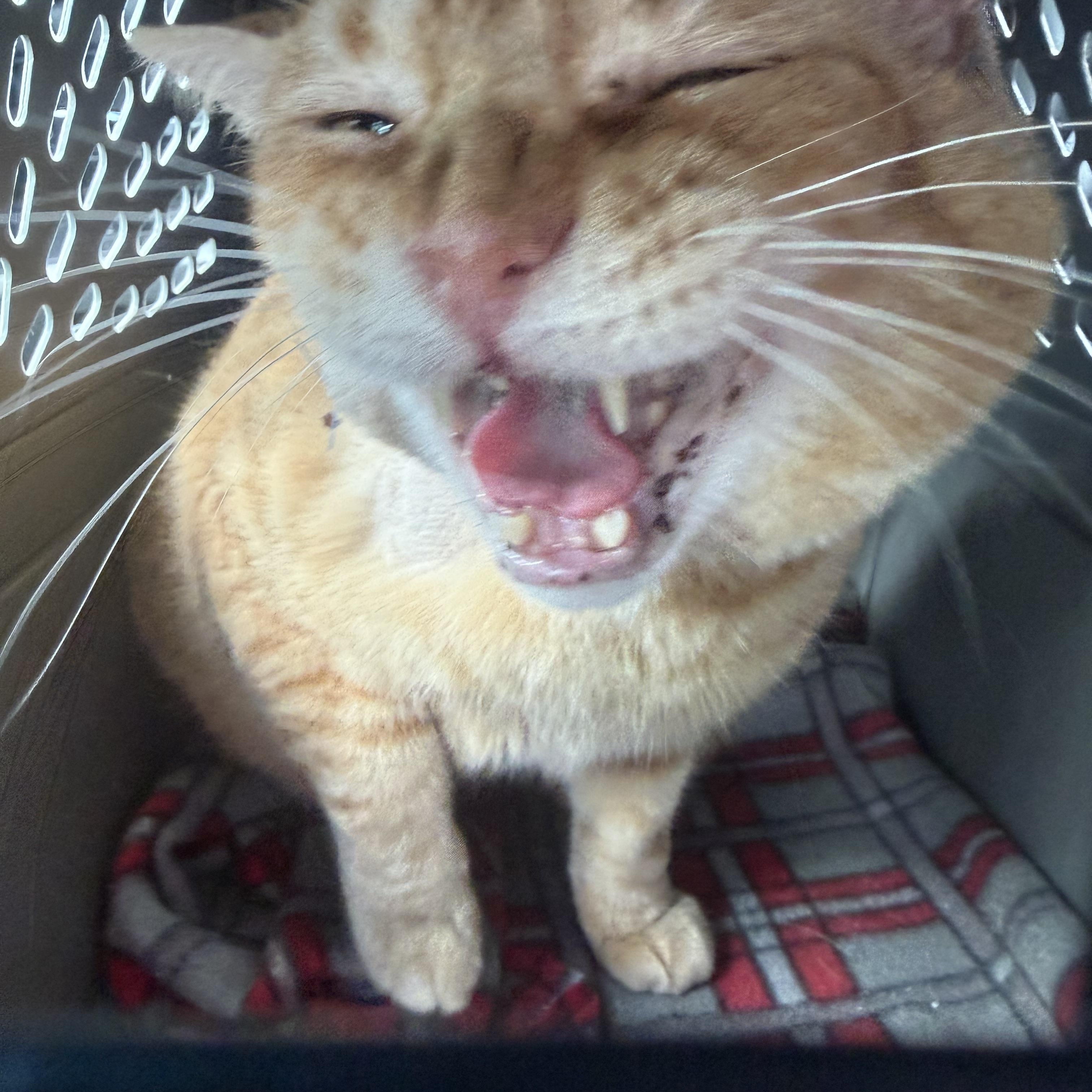 Enlarge Biscuit, an adopted Domestic Short Hair in Cranford, NJ image 5/5