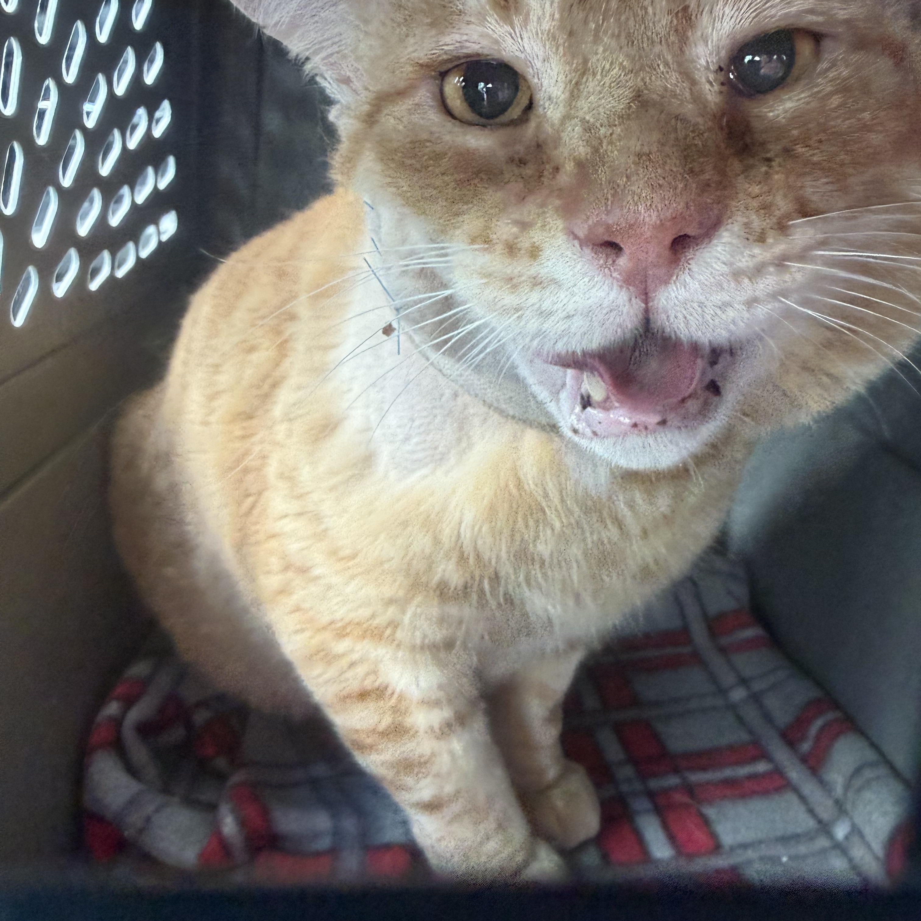 Biscuit, adopted, Adult Male Domestic Short Hair.