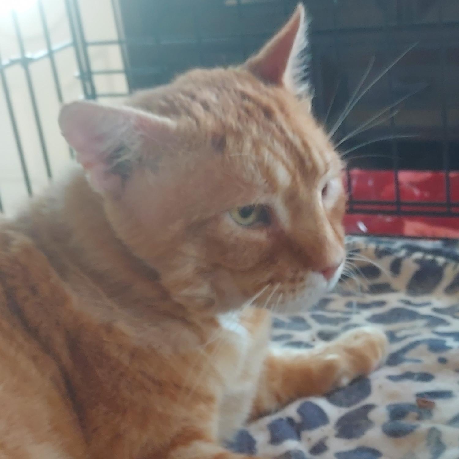 Enlarge Biscuit, an adopted Domestic Short Hair in Cranford, NJ image 3/5