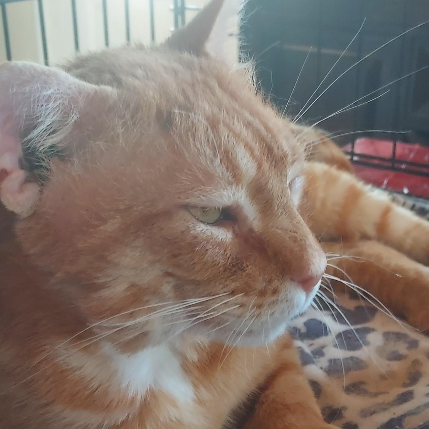 Enlarge Biscuit, an adopted Domestic Short Hair in Cranford, NJ image 2/5