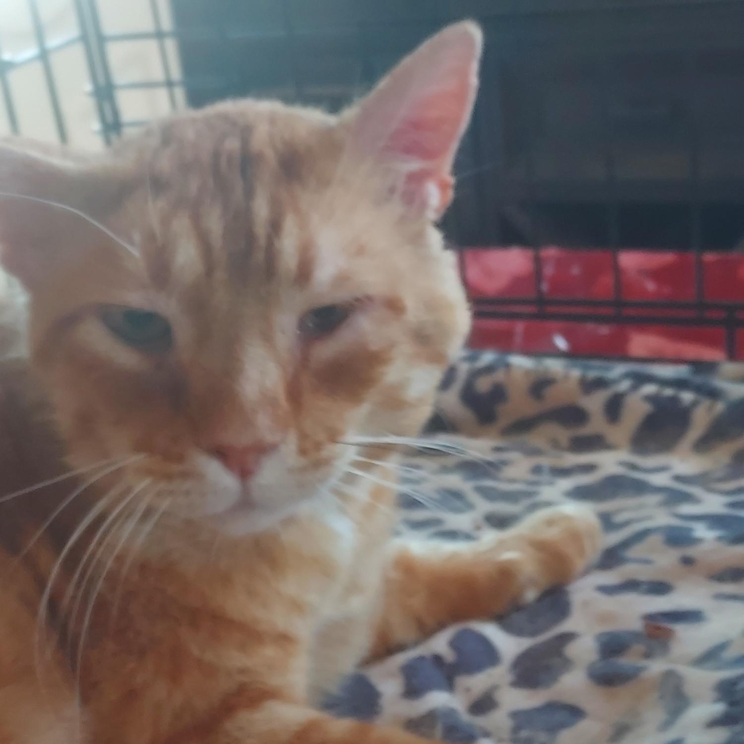 Enlarge Biscuit, an adopted Domestic Short Hair in Cranford, NJ image 4/5