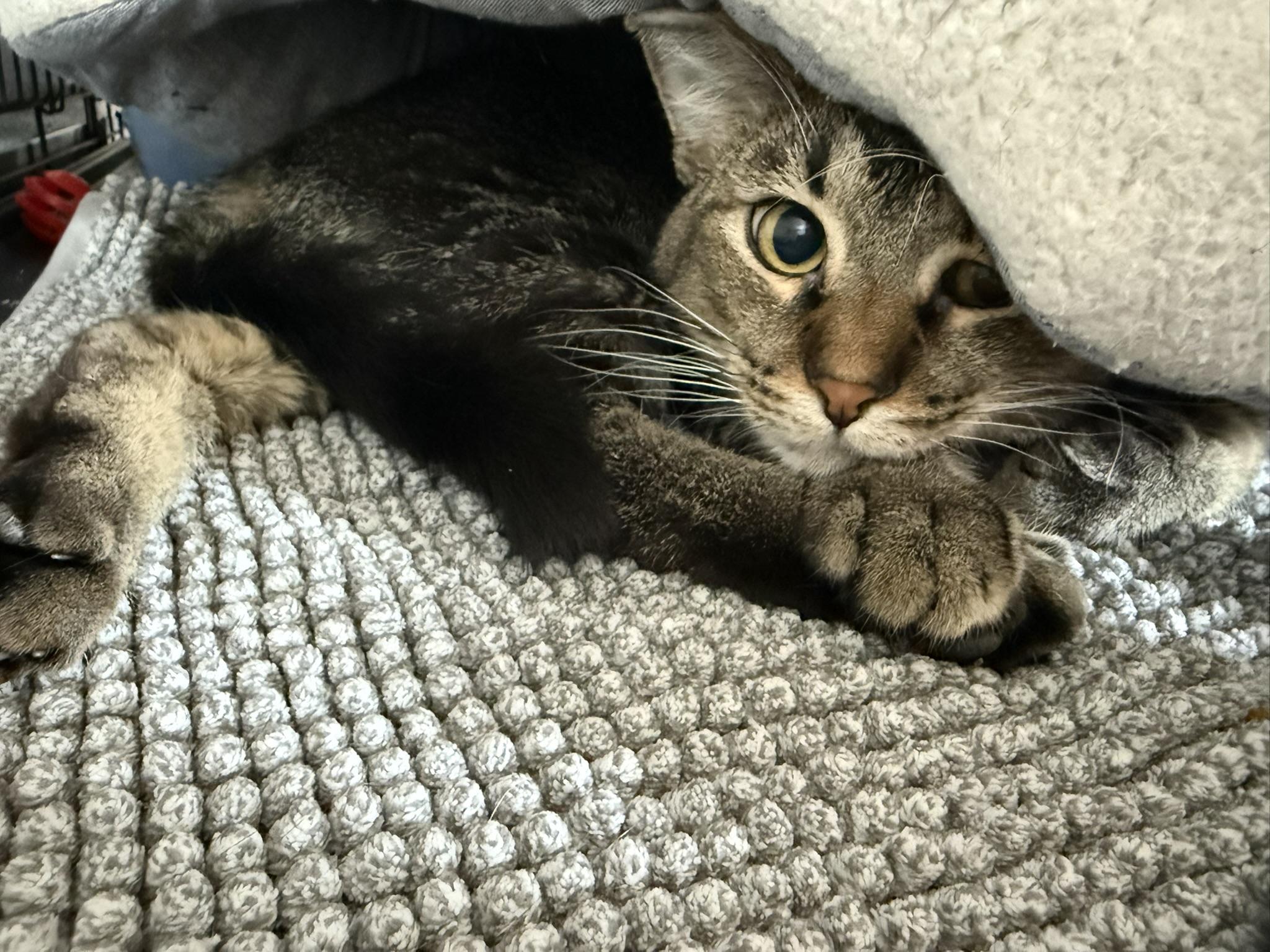 Ethan, Adoptable, Adult Male Domestic Short Hair.