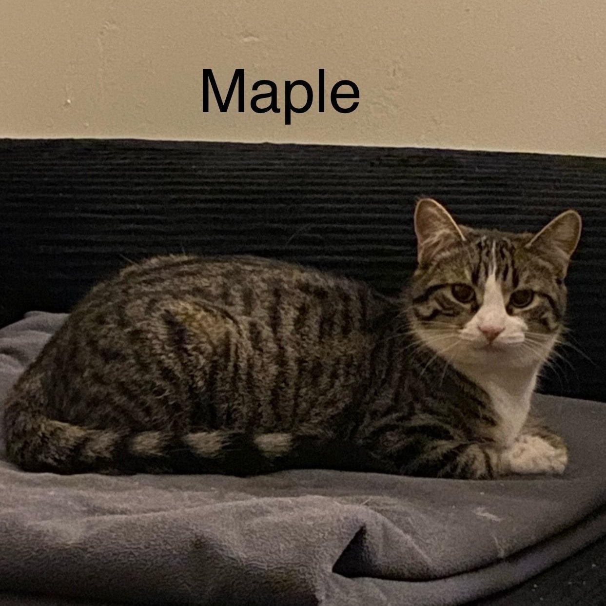 Enlarge Maple, a Adoptable Domestic Short Hair in Menasha, WI image 1/1