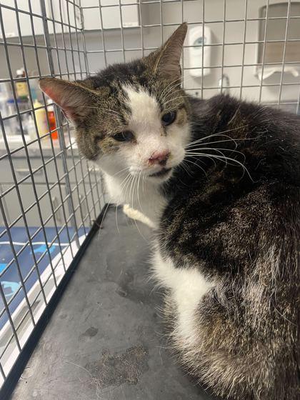 Vlassic, Adoptable, Adult Male Domestic Short Hair.