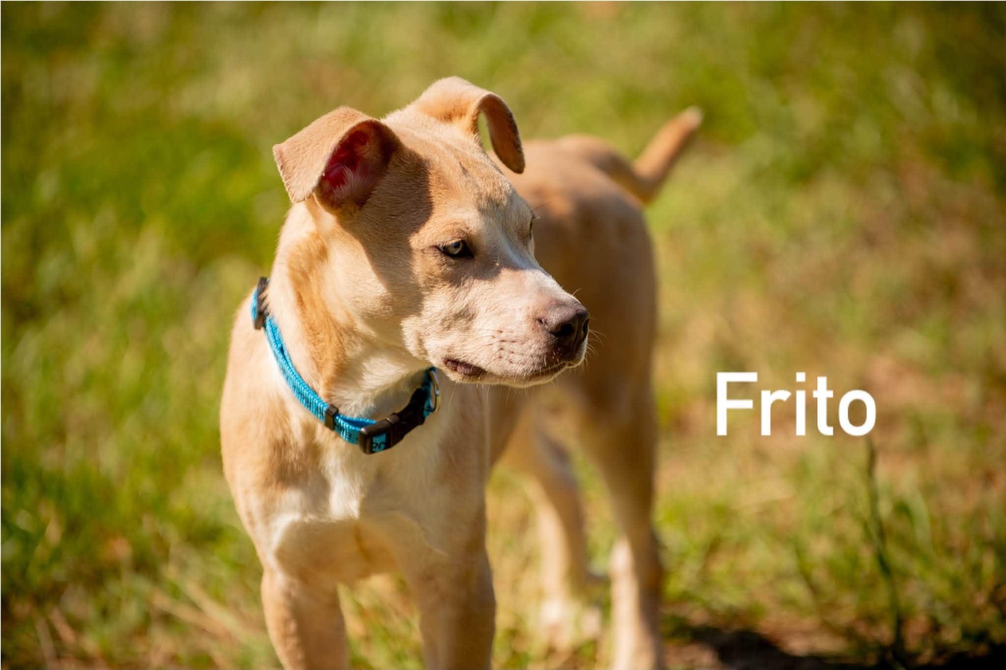 Enlarge Frito, a ADOPTABLE mixed breed in Douglas, MA image 2/6