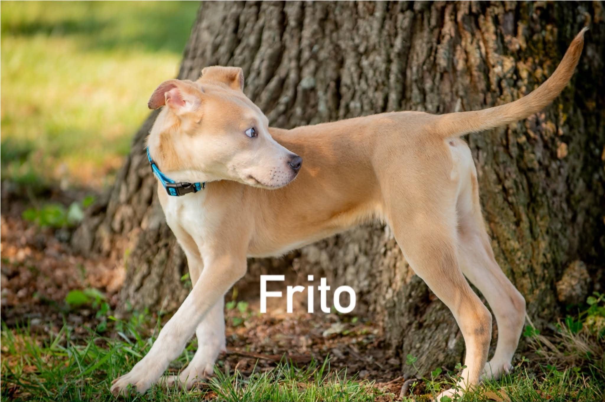 Enlarge Frito, a ADOPTABLE mixed breed in Douglas, MA image 4/6