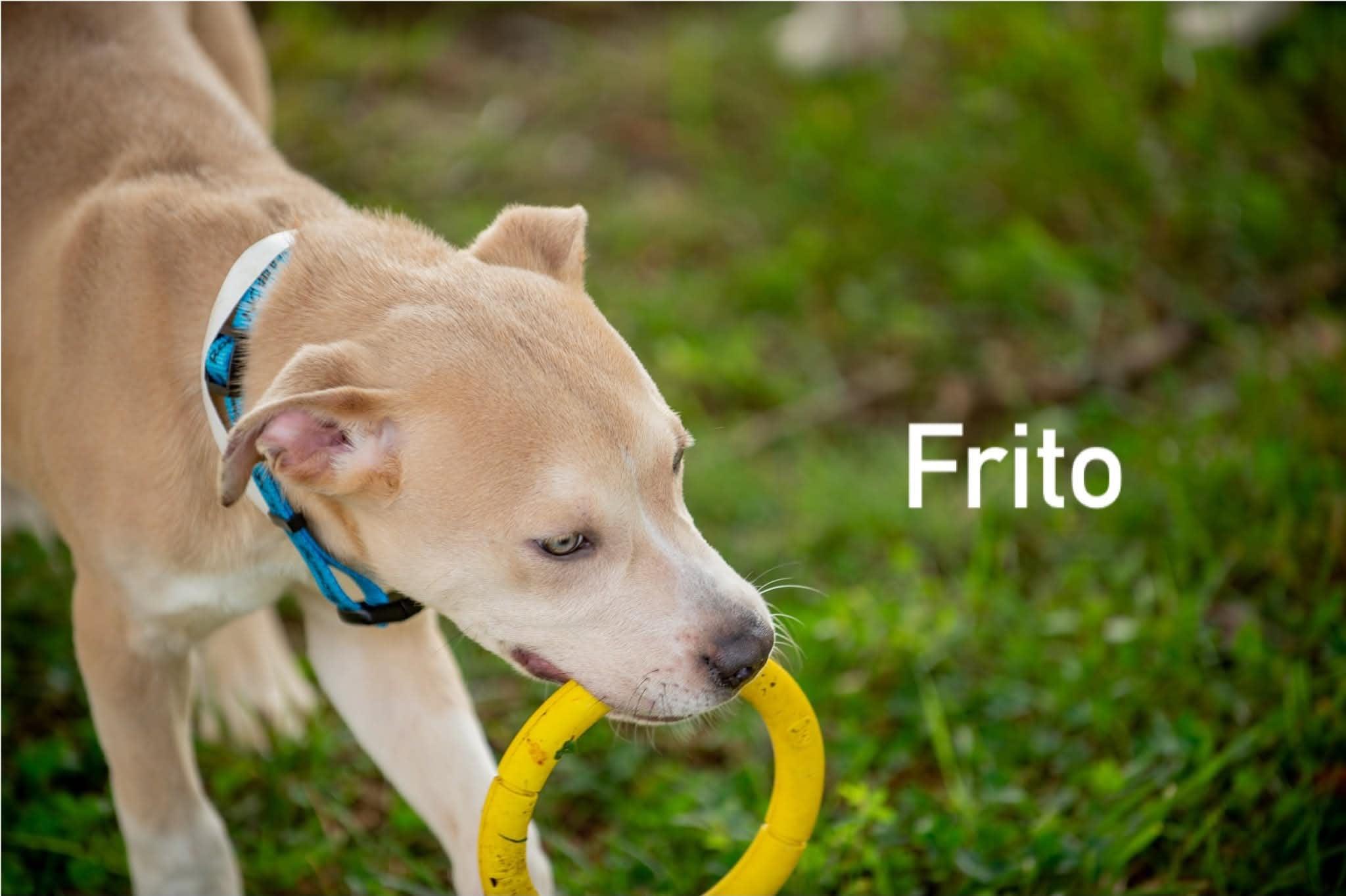 Enlarge Frito, a ADOPTABLE mixed breed in Douglas, MA image 3/6
