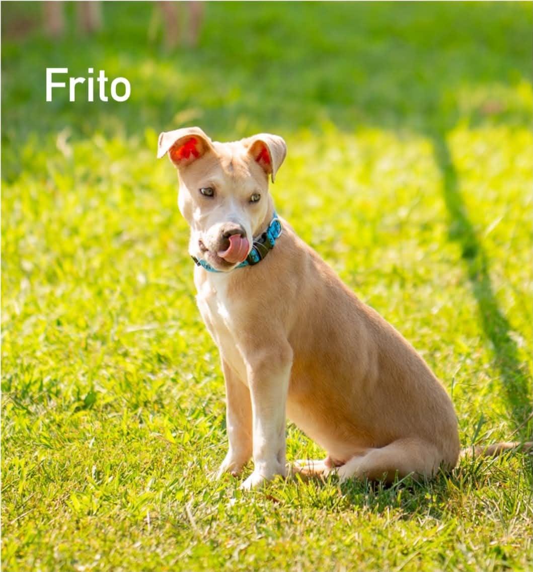Enlarge Frito, a ADOPTABLE mixed breed in Douglas, MA image 5/6