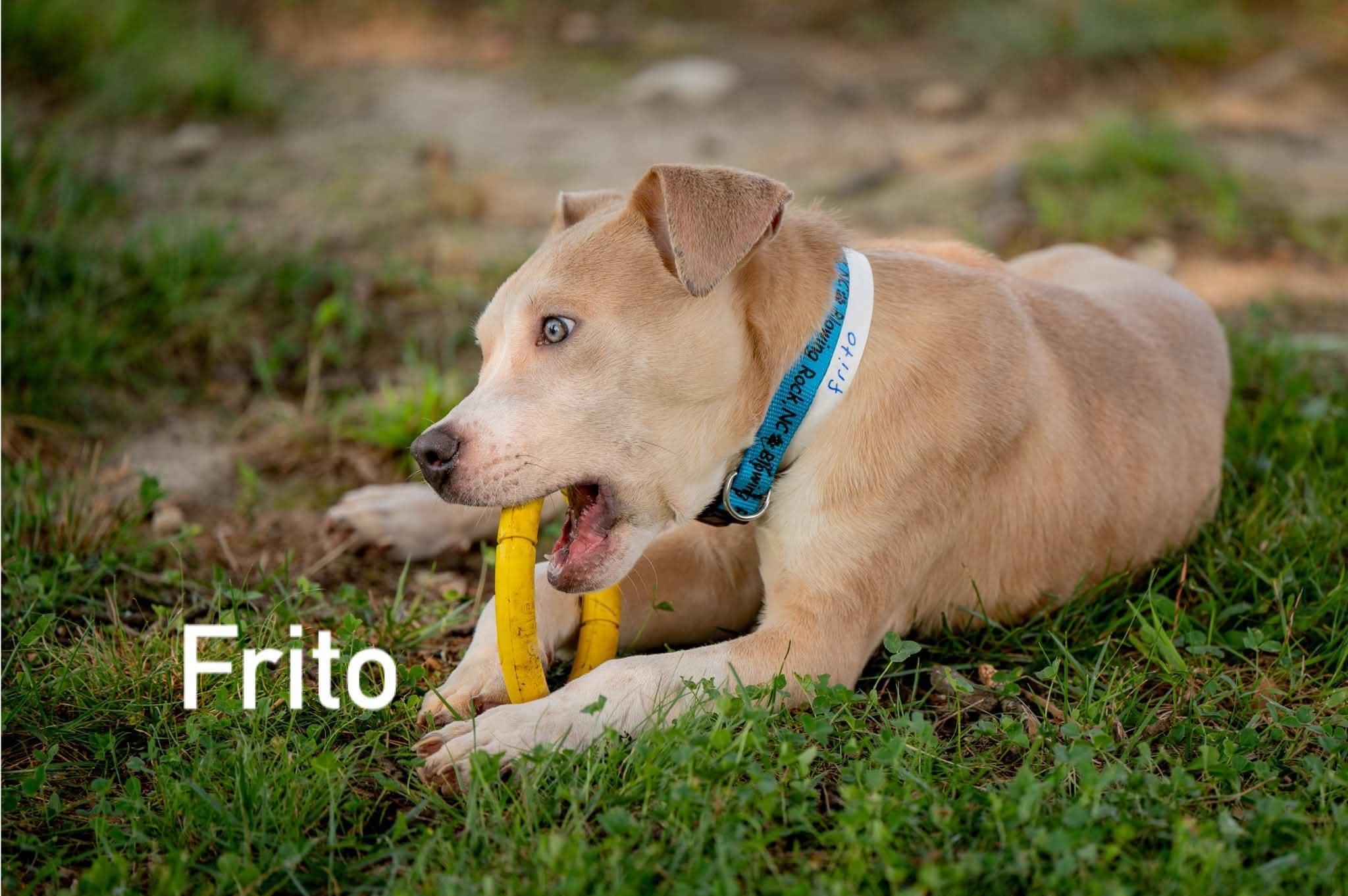 Enlarge Frito, a ADOPTABLE mixed breed in Douglas, MA image 1/6