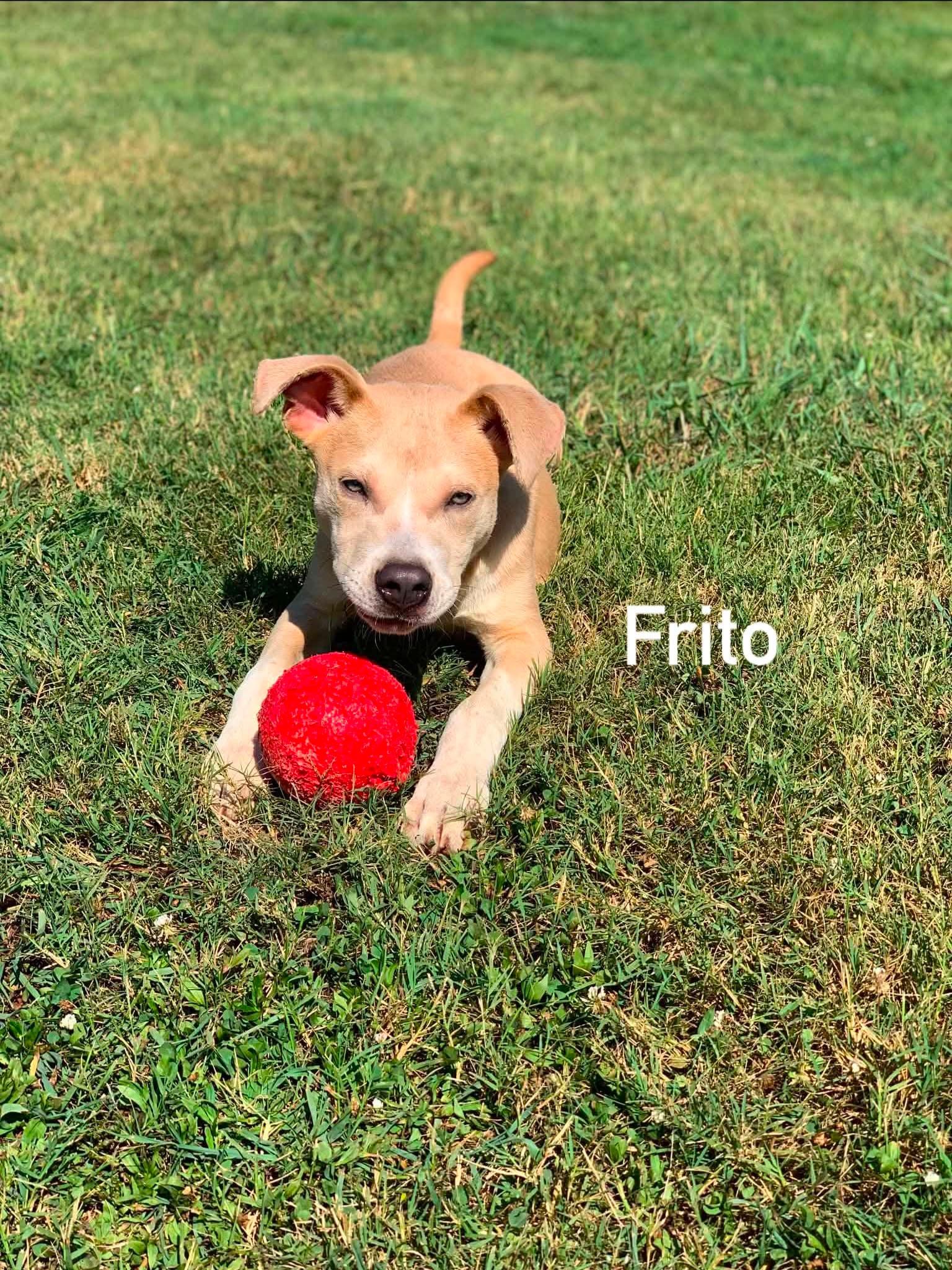 Enlarge Frito, a ADOPTABLE mixed breed in Douglas, MA image 6/6