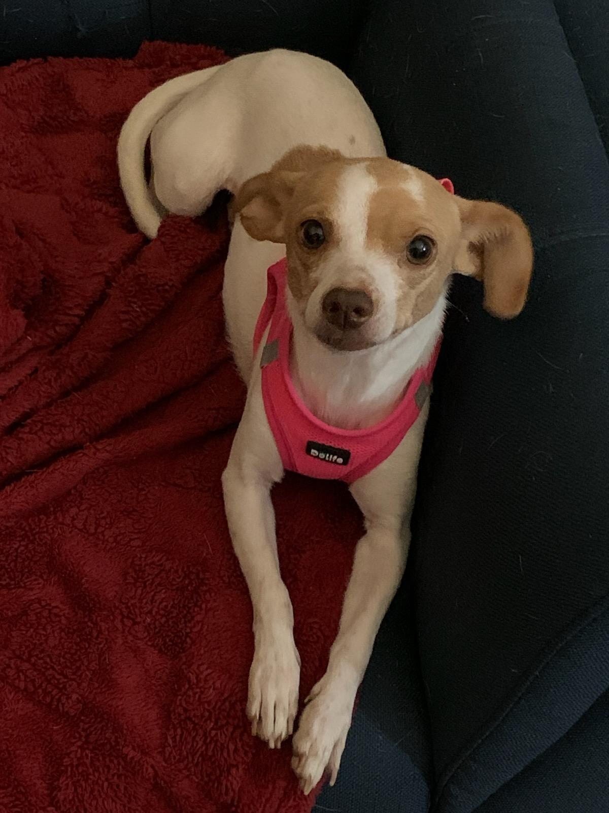 Socks, Adopted, Young Female Chihuahua.