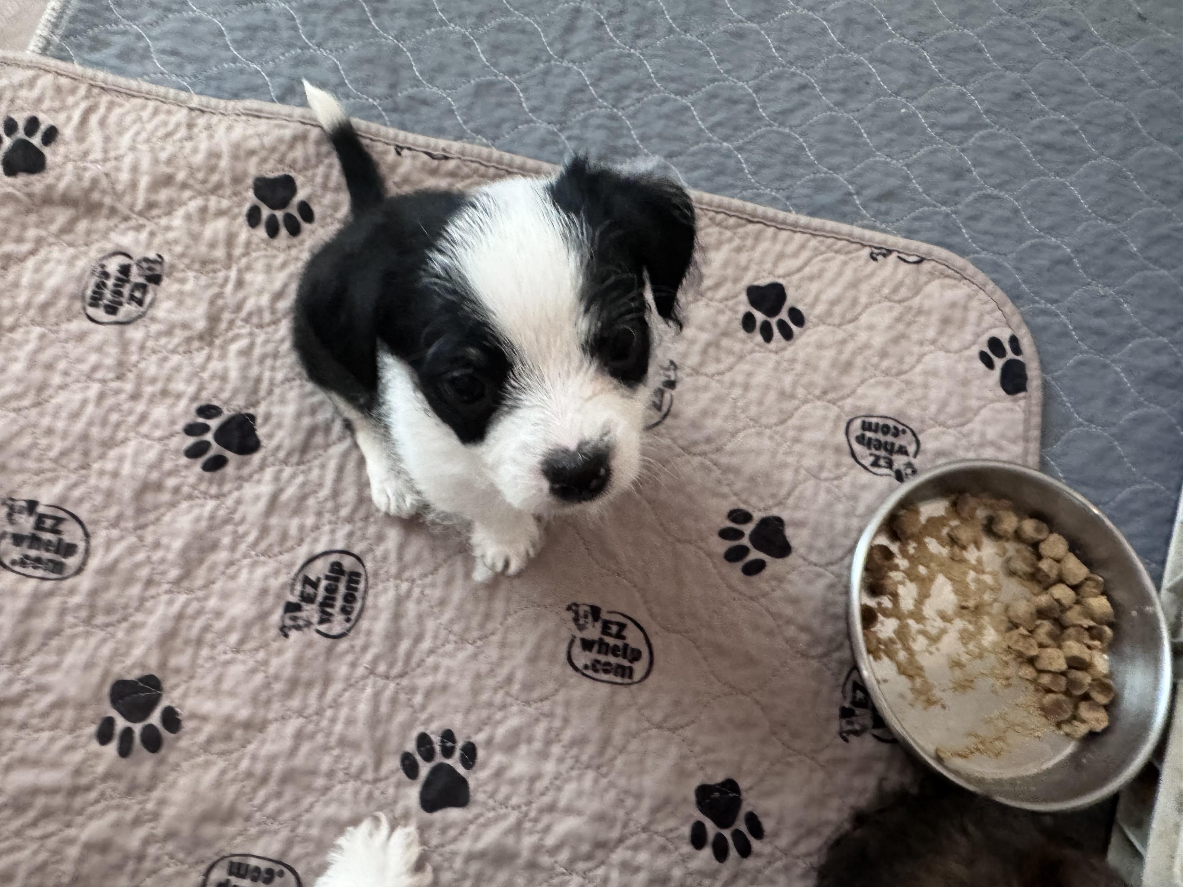 Ian, adopted, Puppy Male Maltese & Shih Tzu.