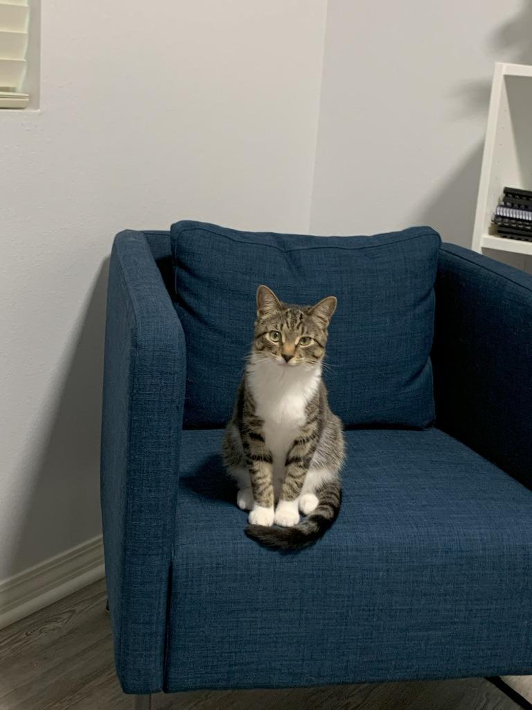 Lois aka Ada, Adoptable, Adult Female Domestic Short Hair.