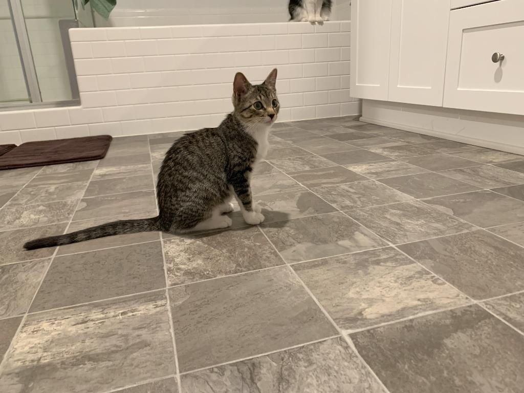 Lois aka Ada, Adoptable, Adult Female Domestic Short Hair.