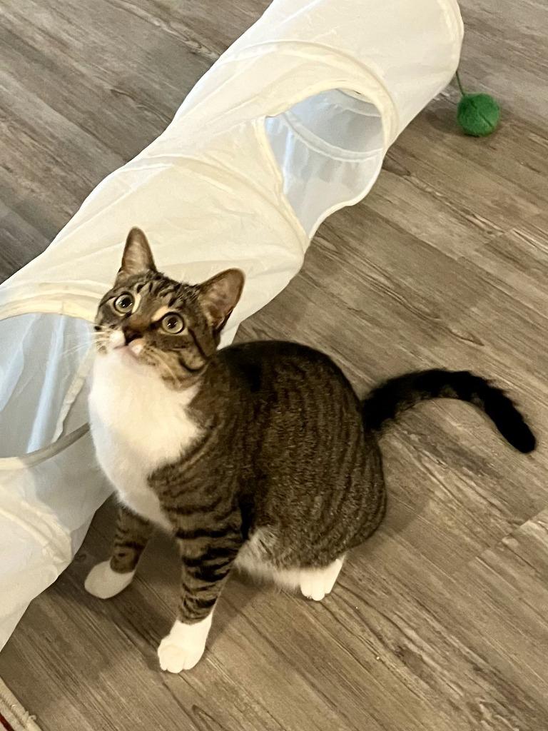 Enlarge Lois aka Ada, a Adoptable mixed breed in San Jacinto, CA image 4/5