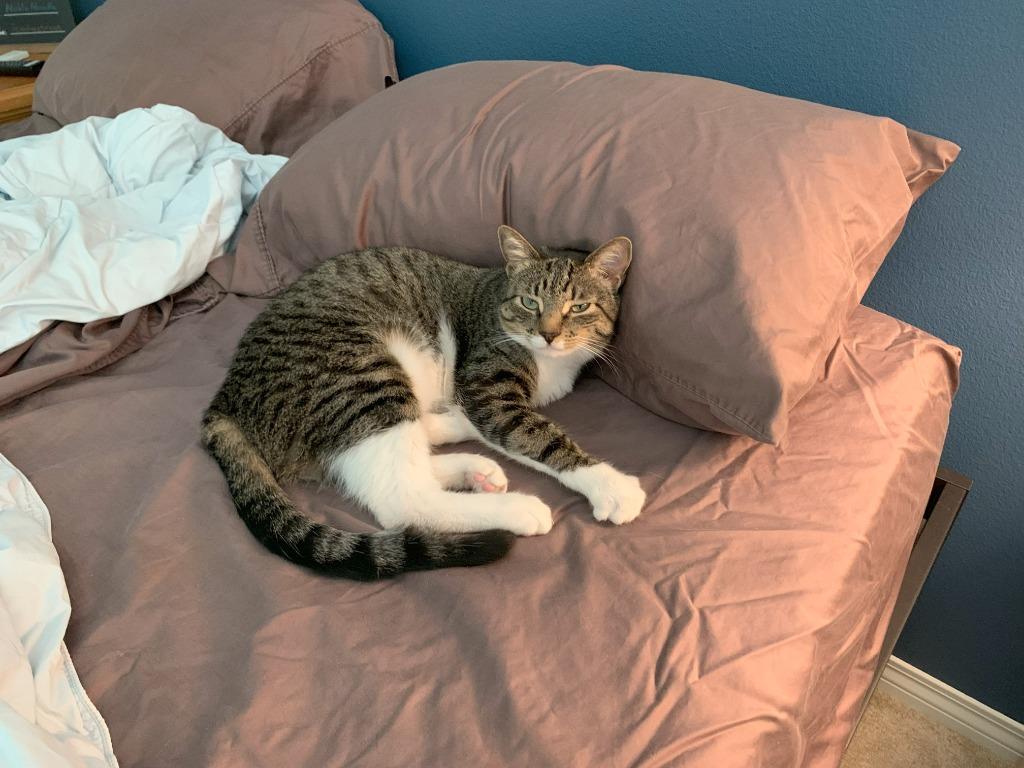 Enlarge Lois aka Ada, a Adoptable mixed breed in San Jacinto, CA image 5/5