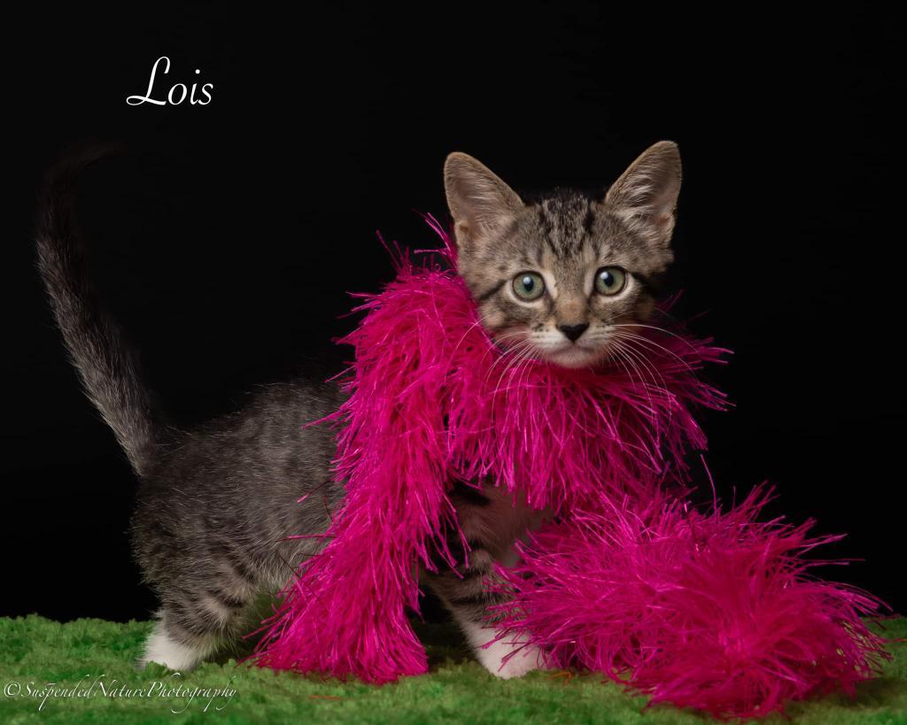 Enlarge Lois aka Ada, a Adoptable mixed breed in San Jacinto, CA image 5/5