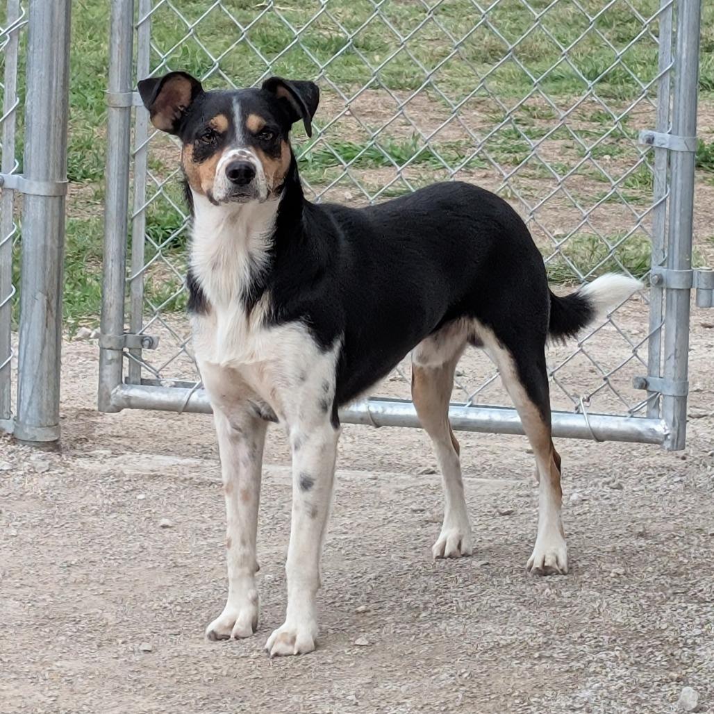 Milo, Adoptable, Young Male Mixed Breed.