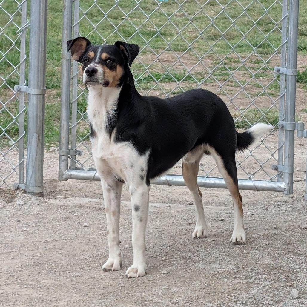 Enlarge Milo, a Adoptable Mixed Breed in Independence, KS image 2/6