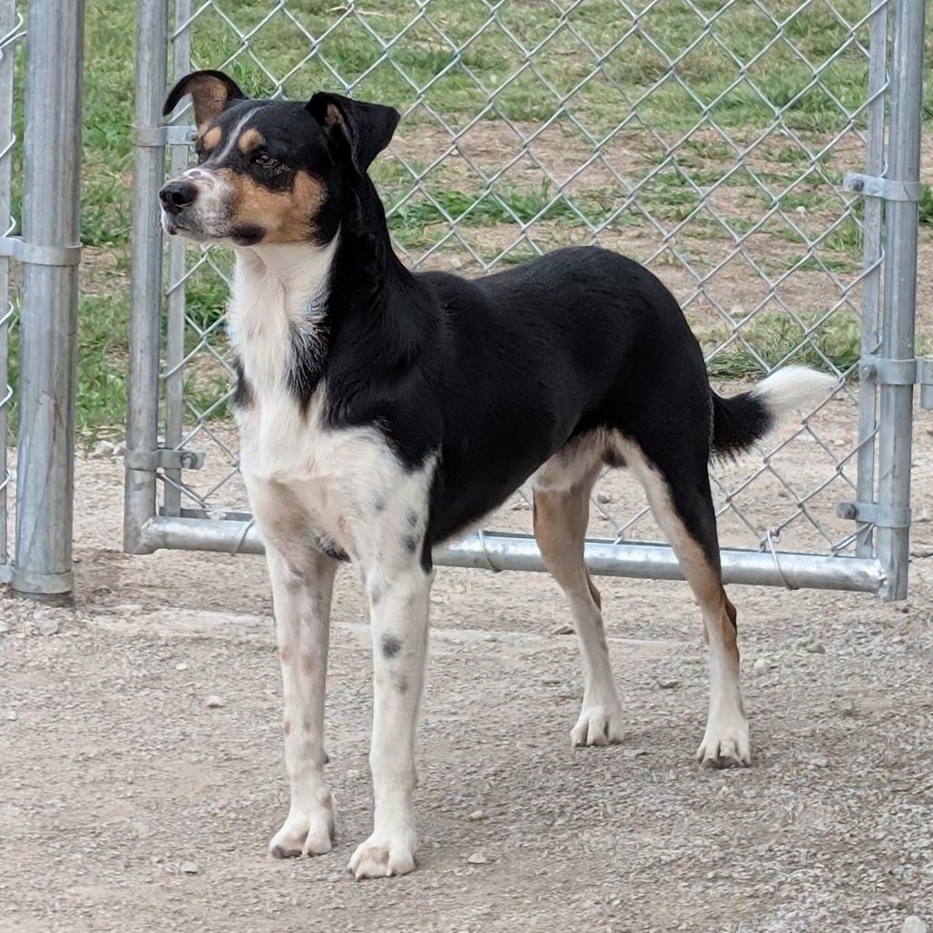 Enlarge Milo, a Adoptable Mixed Breed in Independence, KS image 3/6