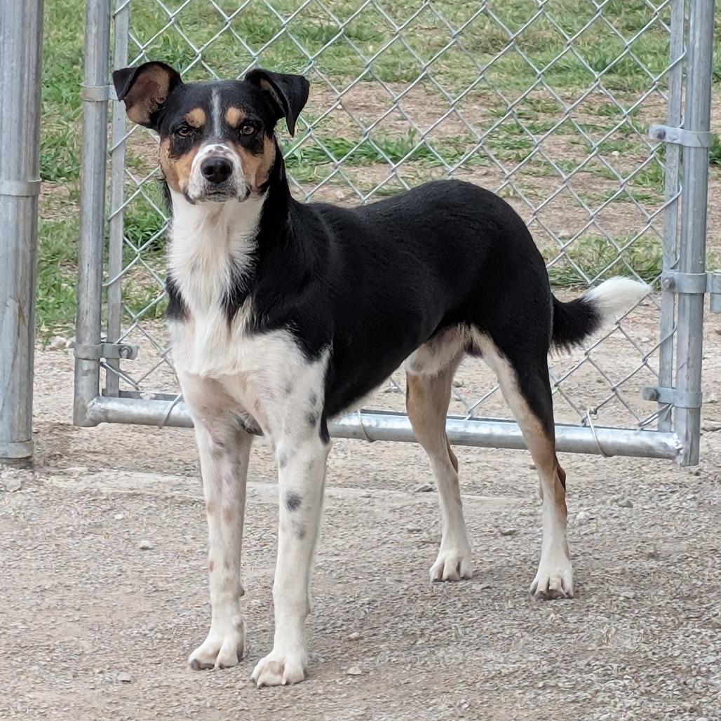 Enlarge Milo, a Adoptable Mixed Breed in Independence, KS image 4/6