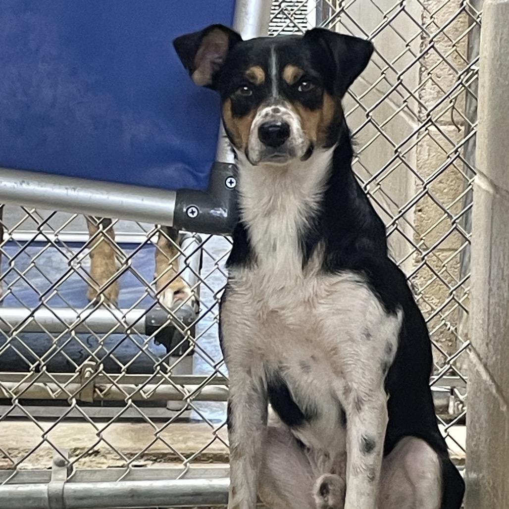 Enlarge Milo, a Adoptable Mixed Breed in Independence, KS image 5/6