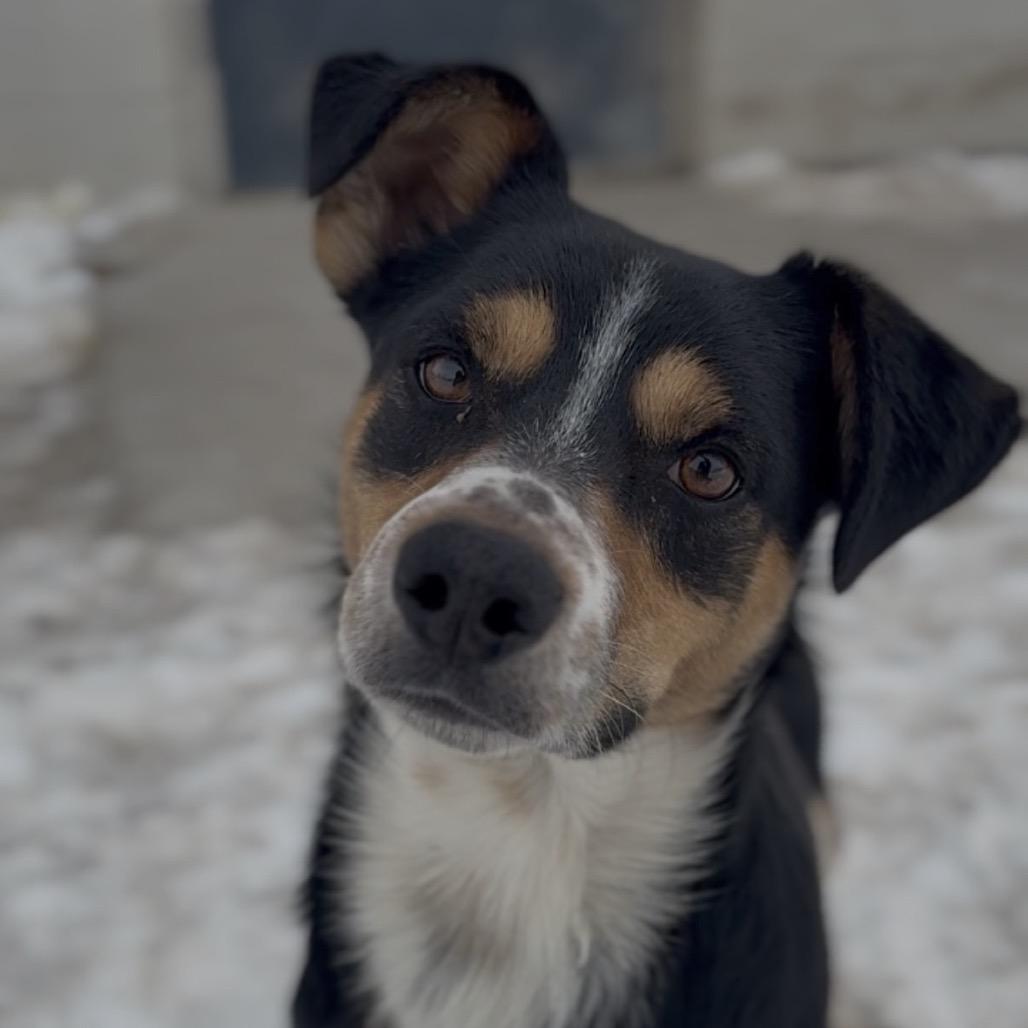 Enlarge Milo, a Adoptable Mixed Breed in Independence, KS image 6/6