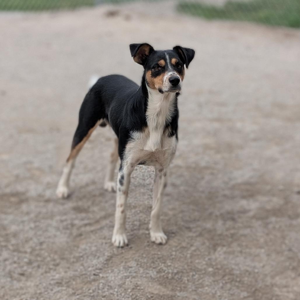 Enlarge Milo, a Adoptable Mixed Breed in Independence, KS image 6/6