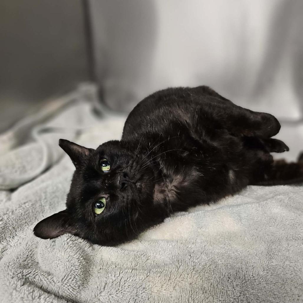 Enlarge Swirl, a Adoptable Domestic Short Hair in Martinsville, VA image 1/1