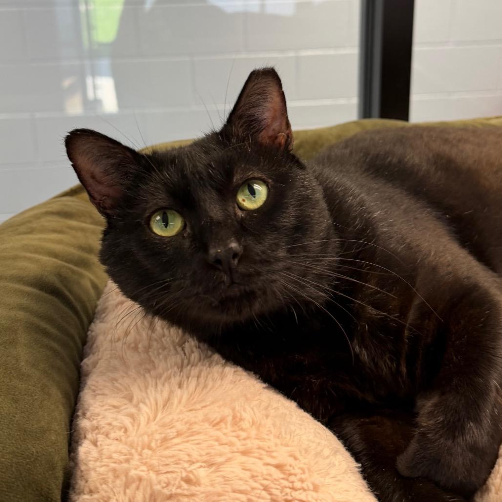 Enlarge Swirl, a Adoptable Domestic Short Hair in Martinsville, VA image 2/3