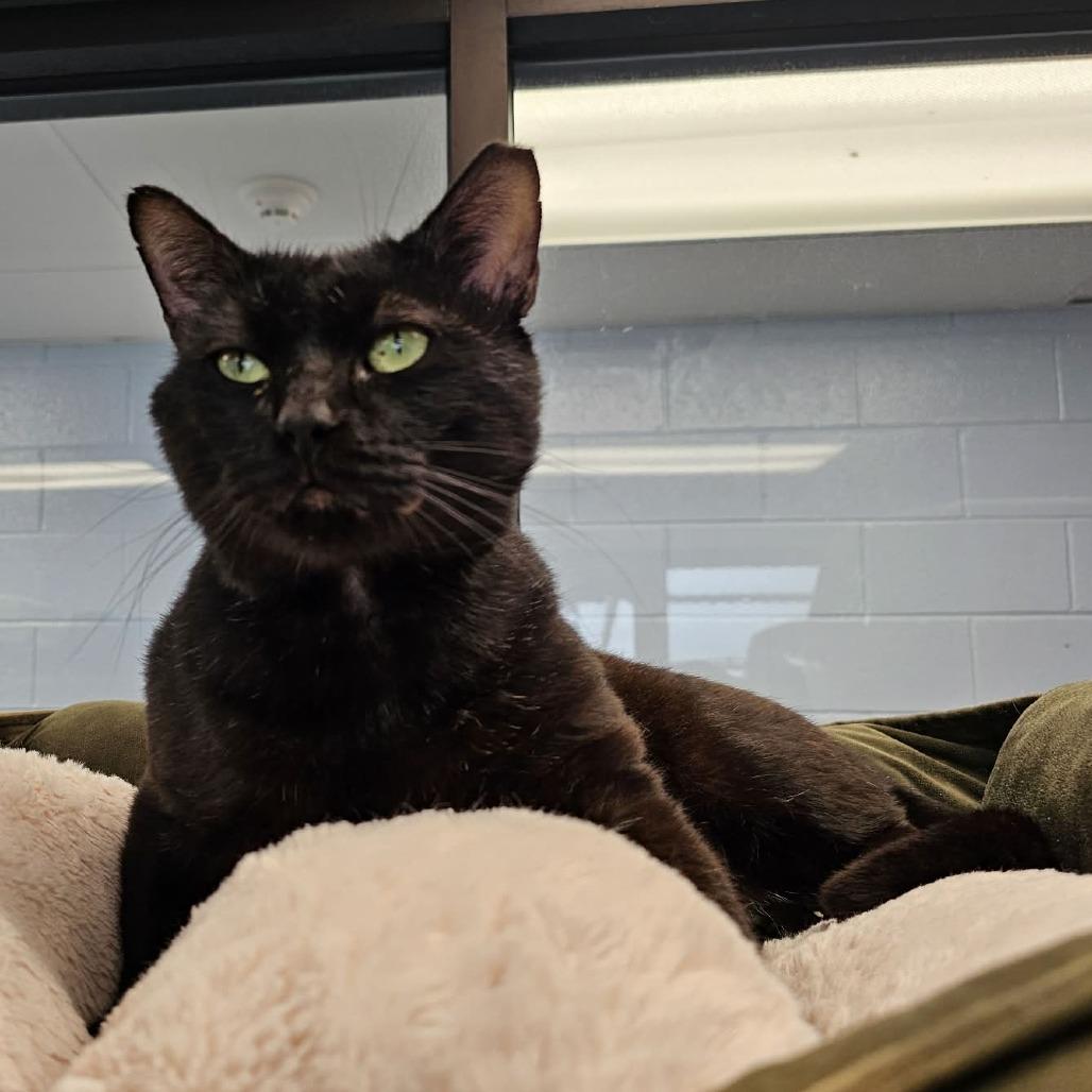 Enlarge Swirl, a Adoptable Domestic Short Hair in Martinsville, VA image 3/3