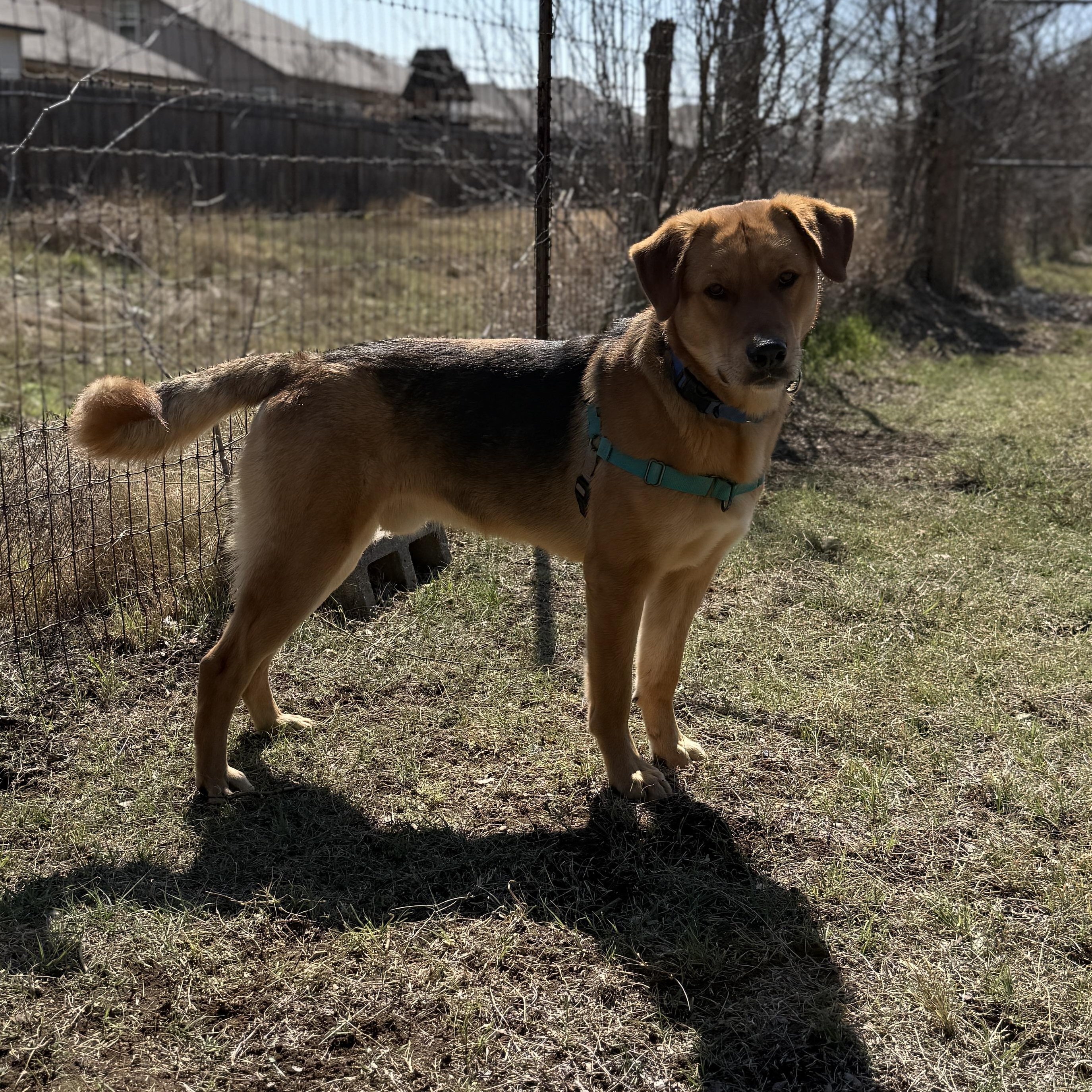 Enlarge Brody, a ADOPTABLE mixed breed in Bulverde, TX image 6/6