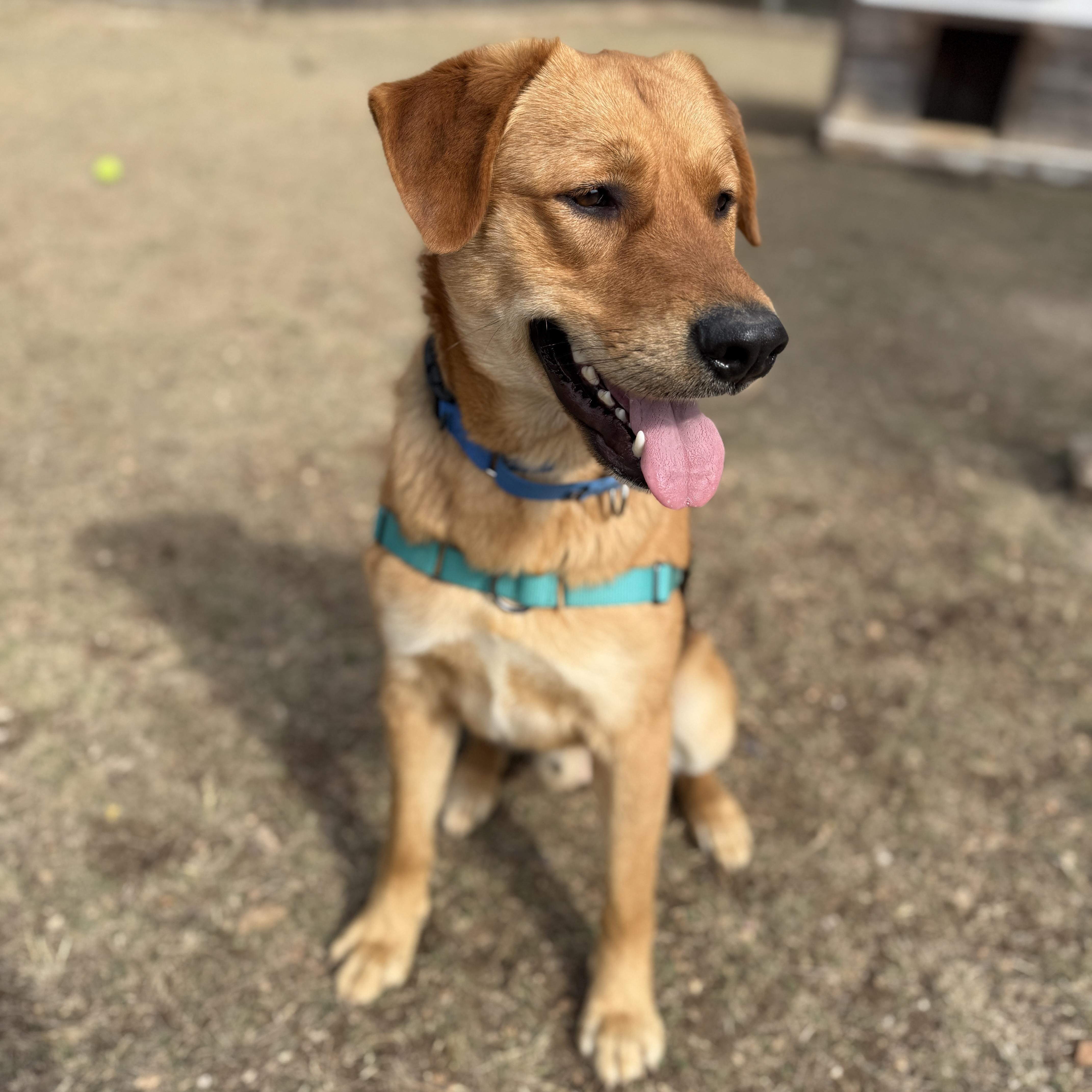 Enlarge Brody, a ADOPTABLE mixed breed in Bulverde, TX image 5/6