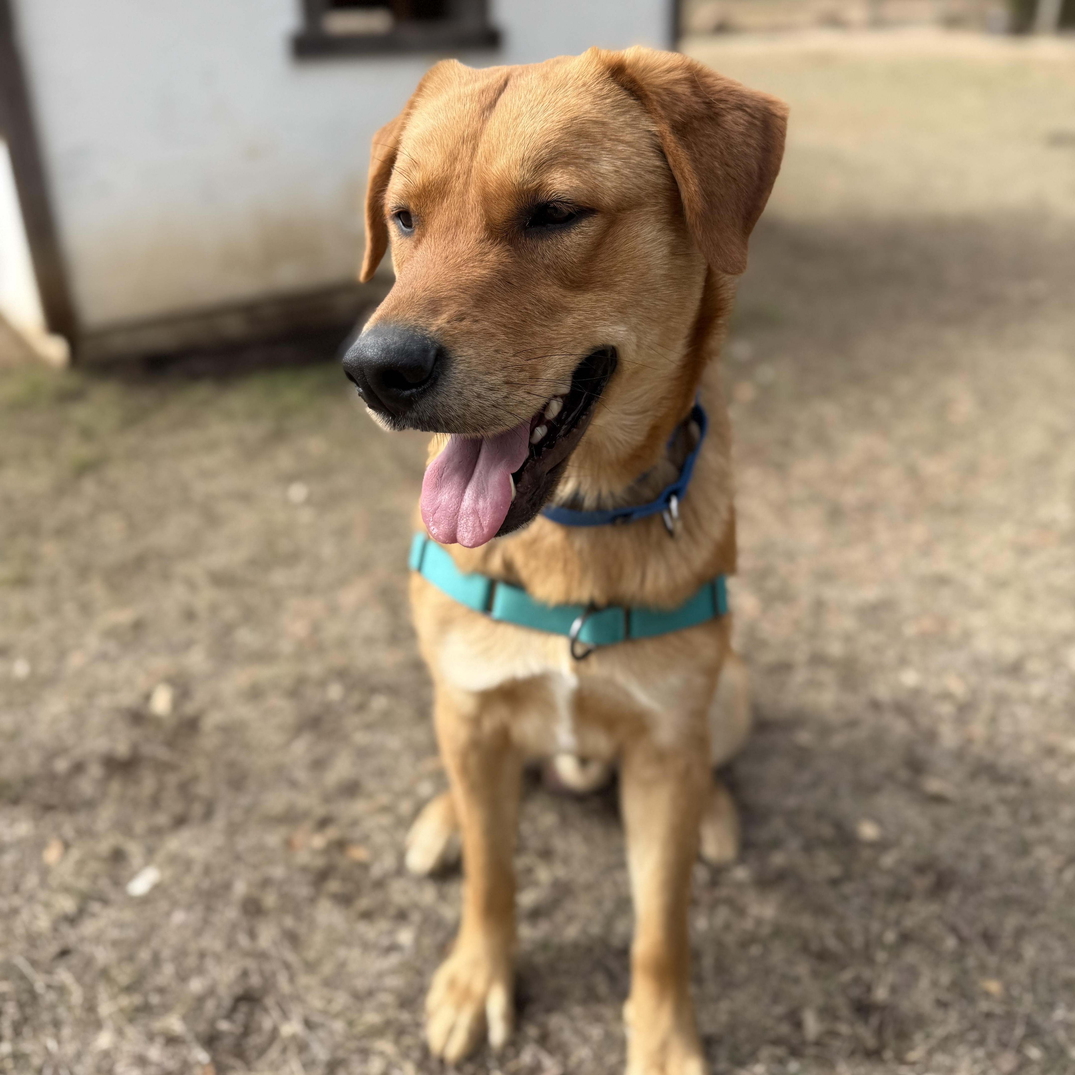 Enlarge Brody, a ADOPTABLE mixed breed in Bulverde, TX image 4/6