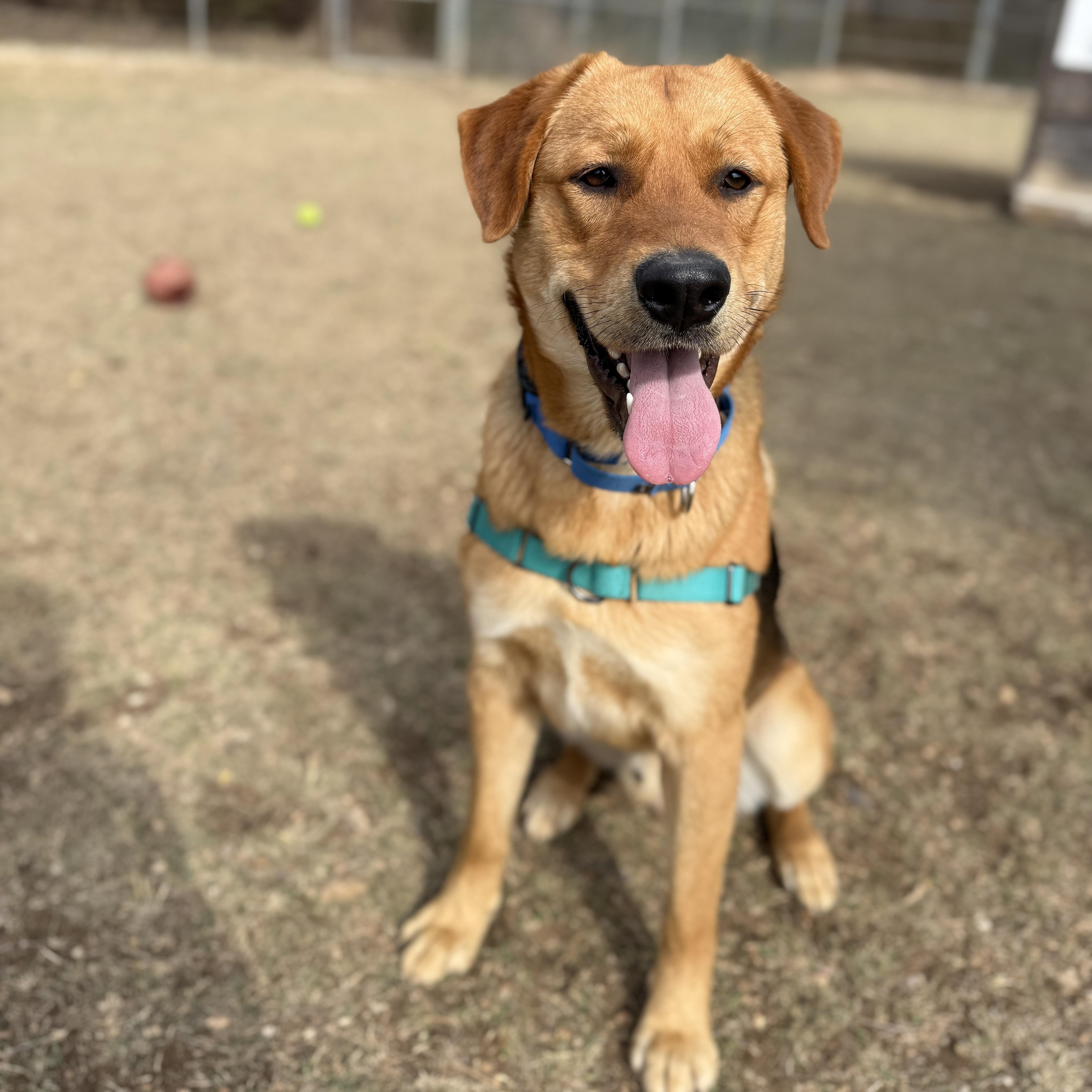 Enlarge Brody, a ADOPTABLE mixed breed in Bulverde, TX image 2/6