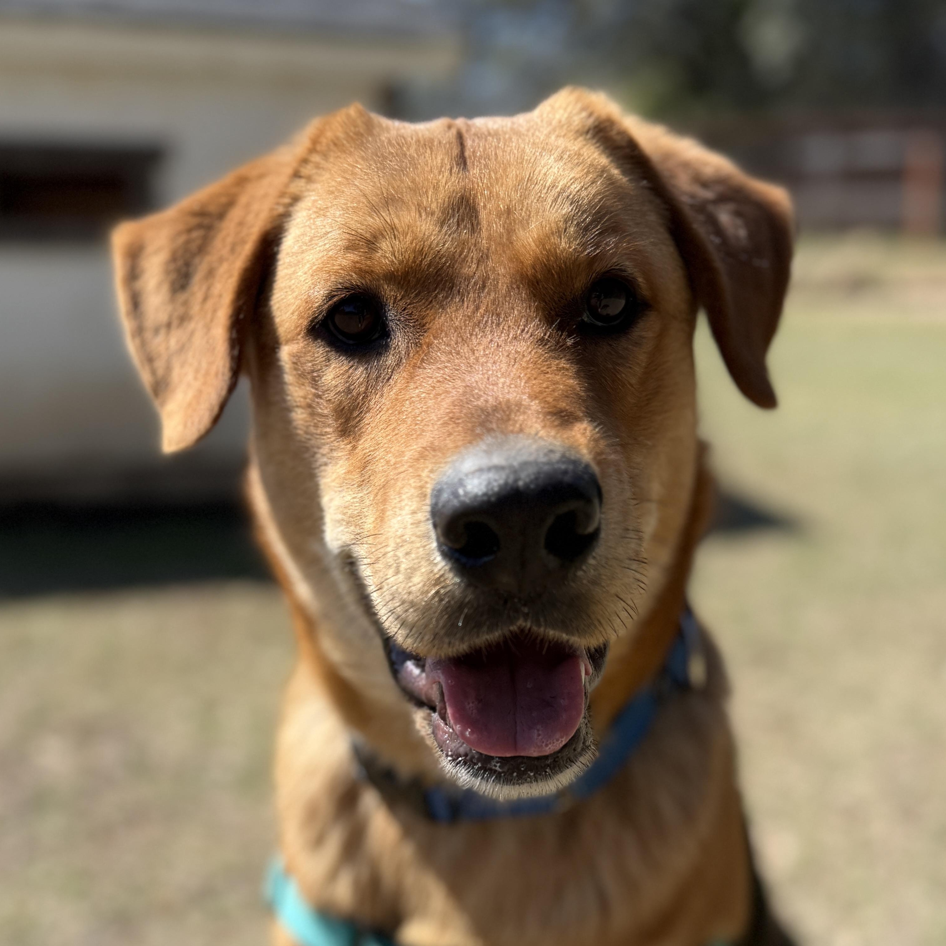 Enlarge Brody, a ADOPTABLE mixed breed in Bulverde, TX image 1/6