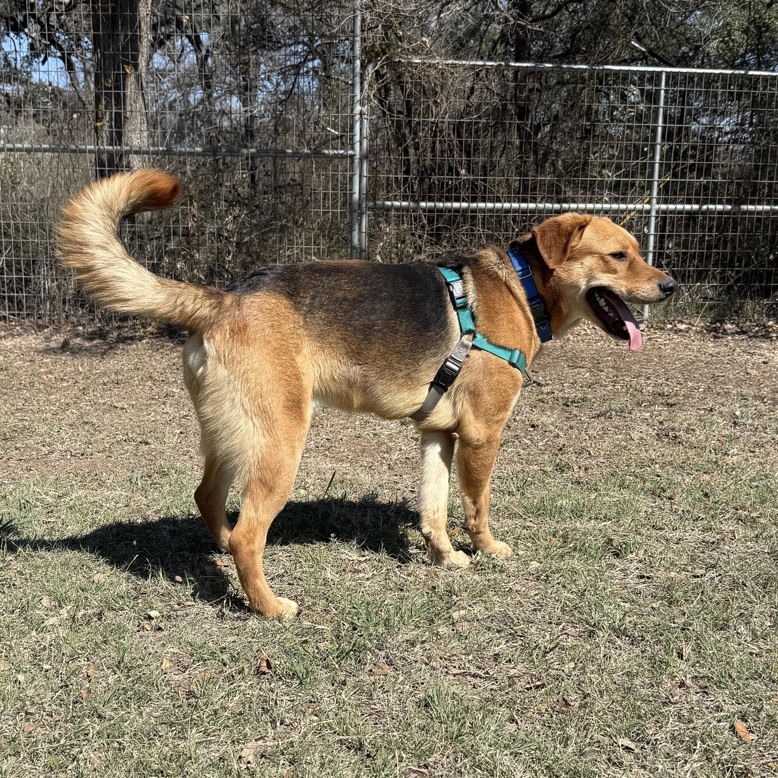 Enlarge Brody, a ADOPTABLE mixed breed in Bulverde, TX image 3/6