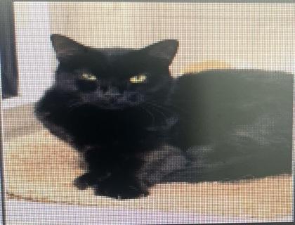 Leia, Adoptable, Young Female Domestic Short Hair & Domestic Short Hair.