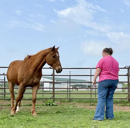 Enlarge JJ, a Adoptable mixed breed in Fort Worth, TX image 2/2